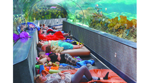 An Insomniac’s Dream: Sleeping with the Sharks