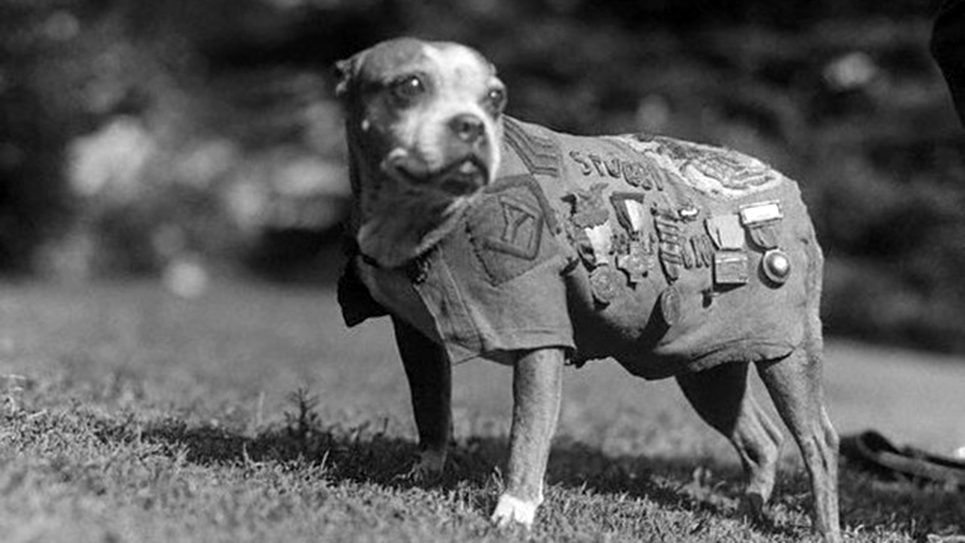 ‘Stubby’ A Hero of the Great War